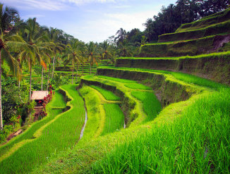 Tegallalang Rice Terraces price