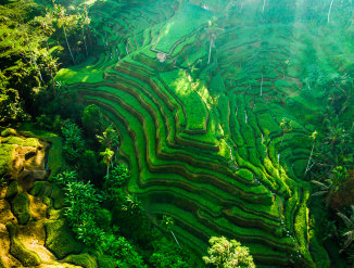 Tegallalang Rice Field